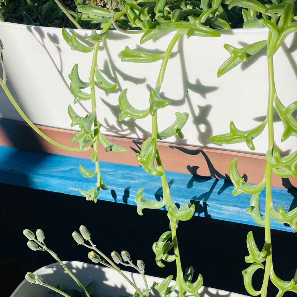 Amazon.co.jp: 多肉植物ドルフィンネックレス(抜き苗を4本